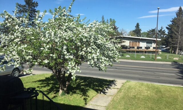 front yard apple tree